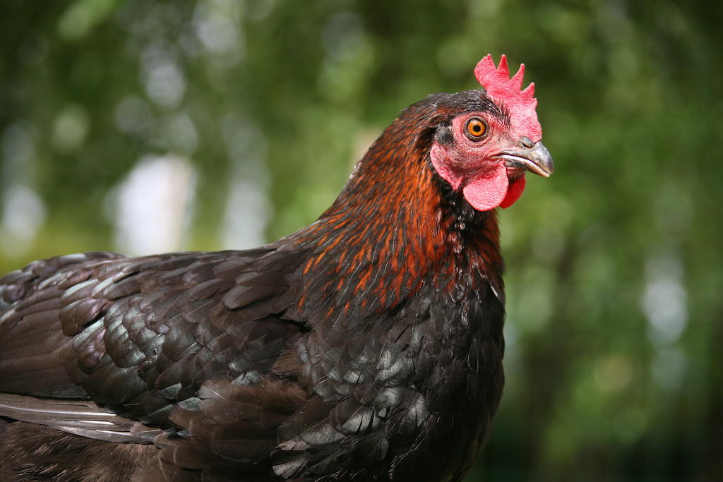 하제브루크 Gite De La Ferme Des Crins Blancs 빌라 객실 사진