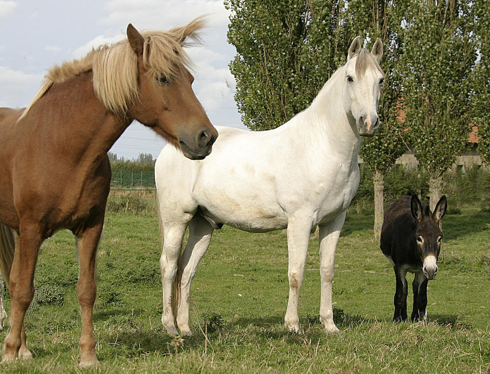 하제브루크 Gite De La Ferme Des Crins Blancs 빌라 객실 사진
