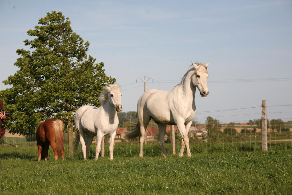 하제브루크 Gite De La Ferme Des Crins Blancs 빌라 외부 사진