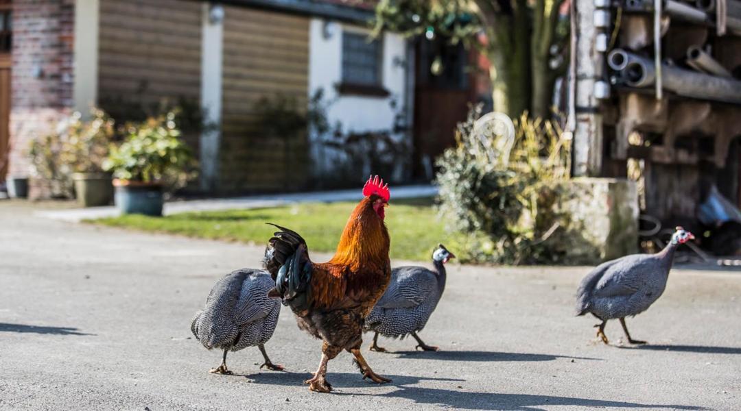 하제브루크 Gite De La Ferme Des Crins Blancs 빌라 외부 사진