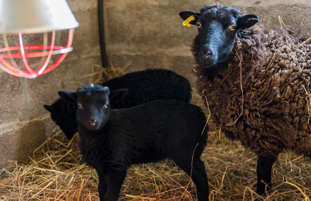 하제브루크 Gite De La Ferme Des Crins Blancs 빌라 외부 사진